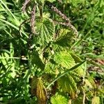 Urtica membranacea Συνήθη χαρακτηριστικά