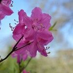 Rhododendron albrechtii Flower