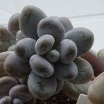 Pachyphytum oviferum