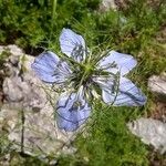 Nigella damascenaΆλλα