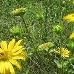 Silphium radula 花