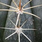 Melocactus oreas Flor