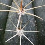 Melocactus oreas