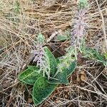 Ledebouria revoluta Хабит