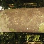 Trymatococcus oligandrus Кора