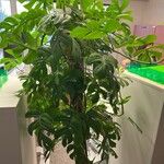 Monstera minima Blatt