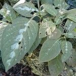 Pseuderanthemum alatum Hoja