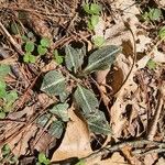 Goodyera pubescens Blatt