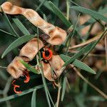 Acacia cyclops Fruit