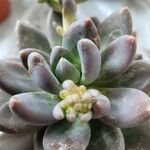 Pachyphytum kimnachii Leaf