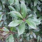 Photinia serratifolia Blad