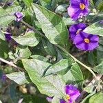 Lycianthes rantonnetii Likasa