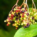 Sambucus nigra Fruit
