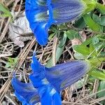 Gentiana acaulis Квітка