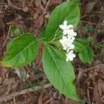 Holarrhena pubescens Blad