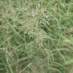 Eragrostis barrelieri Fruit