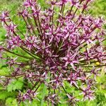 Allium nigrum Blüte