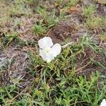 Cycnium tubulosum Flower