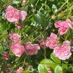 Rosa gallica Kukka