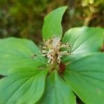 Cornus canadensis Sonstige