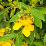 Hypericum monogynum Floare