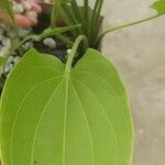 Echinodorus cordifolius Frunză