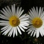 Asteriscus schultzii Flower