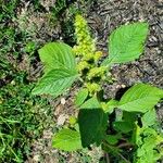 Amaranthus retroflexusഇല