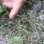 Fimbristylis autumnalis Habitat