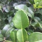 Citrus hystrix Leaf