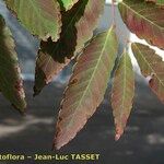 Zelkova crenata Leaf