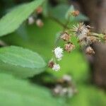 Ageratina riparia Kvet