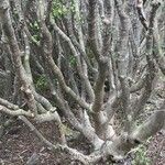 Euphorbia balsamifera Bark