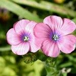 Linum pubescens Flower