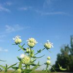 Pycnanthemum verticillatum Habit