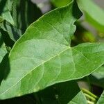 Convolvulus sepium Feuille