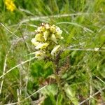 Pedicularis tuberosa Fleur