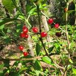 Psychotria nervosa Fruchs