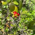 Ochna serrulata Fruit