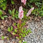 Polygonum cognatum Цветок