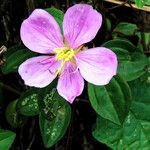 Heterotis decumbens Blüte
