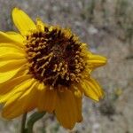 Helianthus laciniatus ফুল