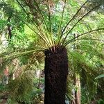 Balantium antarcticum অন্যান্য