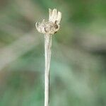 Santolina pectinata Flower