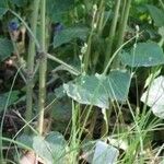 Carex brunnescens Leaf