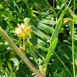 Chamaecrista mimosoides Λουλούδι