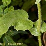 Crepis lampsanoides Leaf