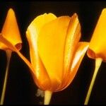 Eschscholzia lobbii Λουλούδι
