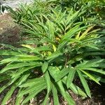 Alpinia zerumbet Leaf