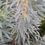 Euphorbia characias Blad